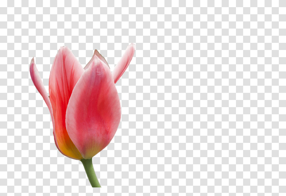 Setangkai Bunga Tulip - KibrisPDR