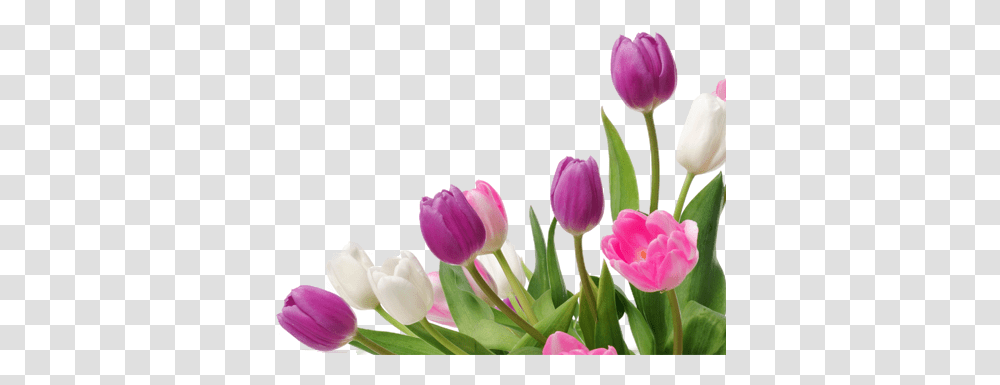 Detail Setangkai Bunga Tulip Nomer 27
