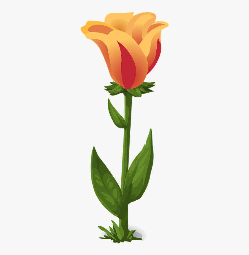 Detail Setangkai Bunga Tulip Nomer 30