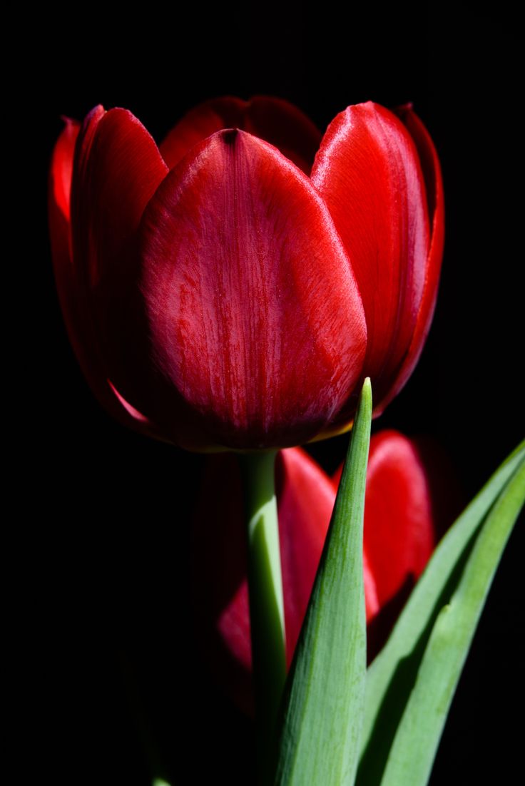 Detail Setangkai Bunga Tulip Nomer 36