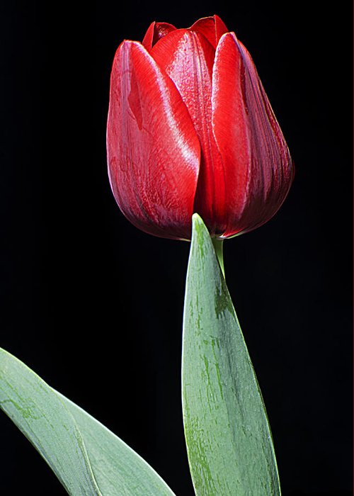 Detail Setangkai Bunga Tulip Nomer 45