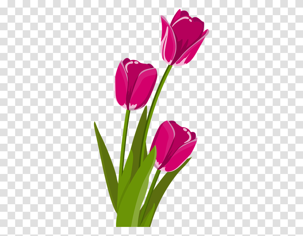 Detail Setangkai Bunga Tulip Nomer 6