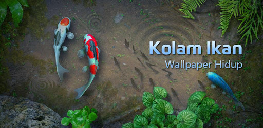 Detail Walpeper Ikan Koi Nomer 33