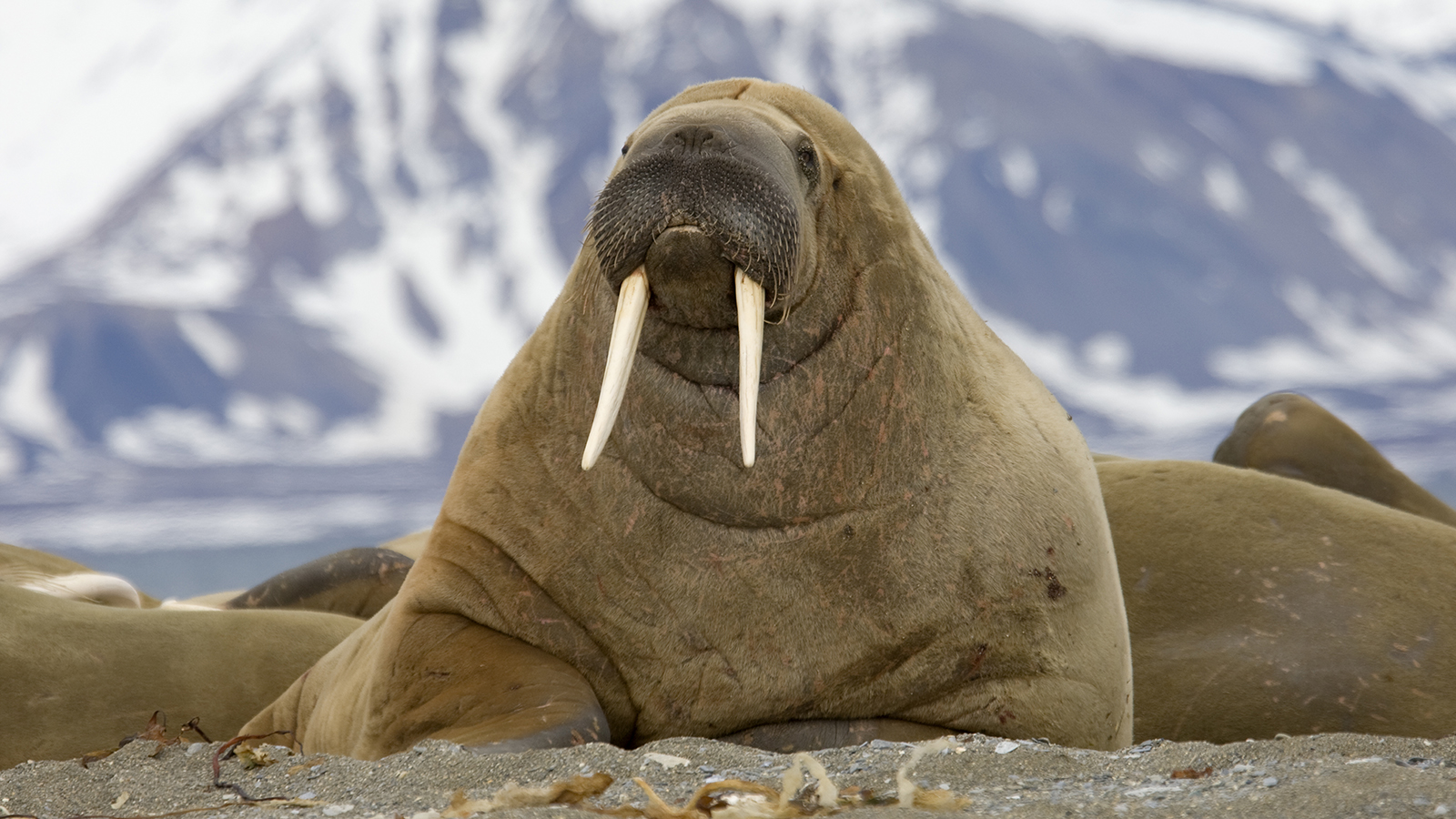 Detail Walrus Background Nomer 25