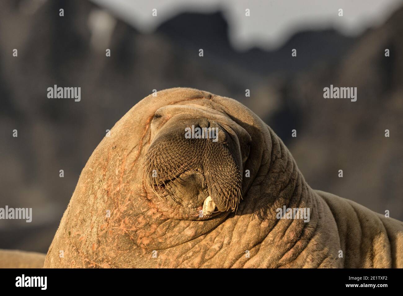 Detail Walrus Background Nomer 30