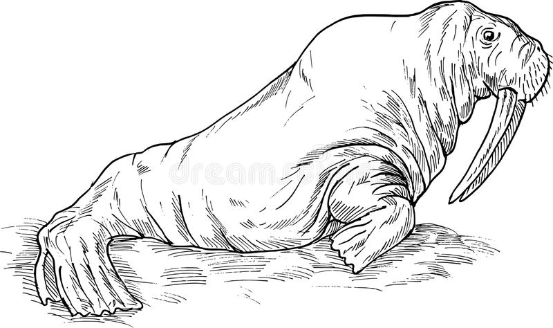 Detail Walrus Black And White Clipart Nomer 23