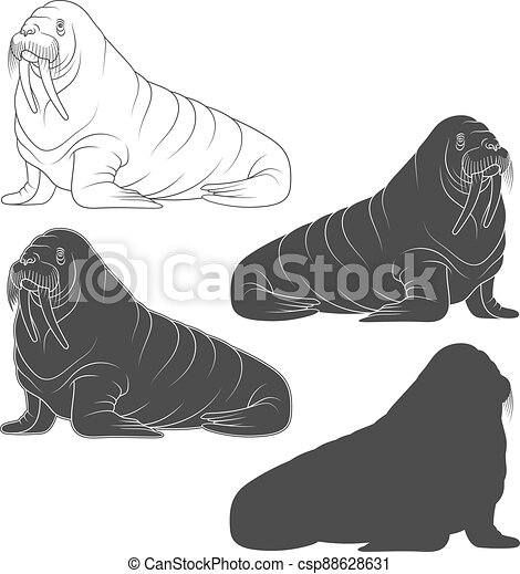 Detail Walrus Black And White Clipart Nomer 25
