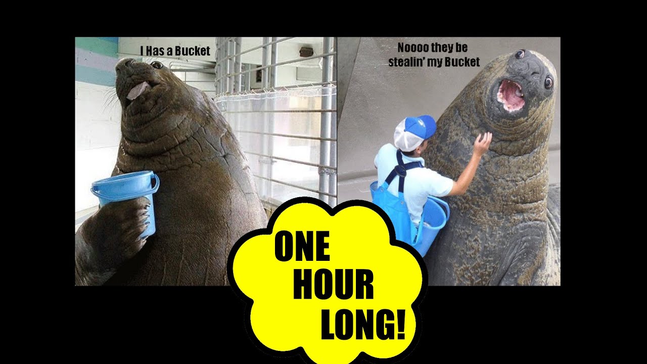 Walrus Bucket Meme - 50+ Koleksi Gambar