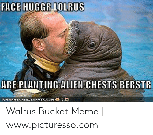 Detail Walrus Bucket Meme Nomer 29