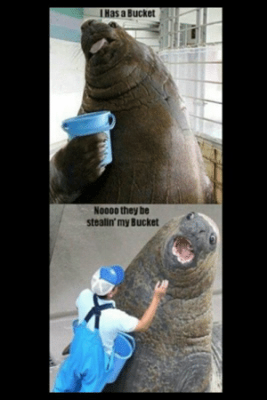 Detail Walrus Bucket Meme Nomer 48