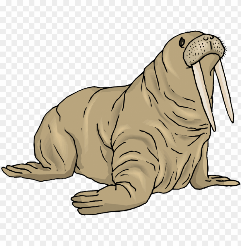 Detail Walrus Png Nomer 17