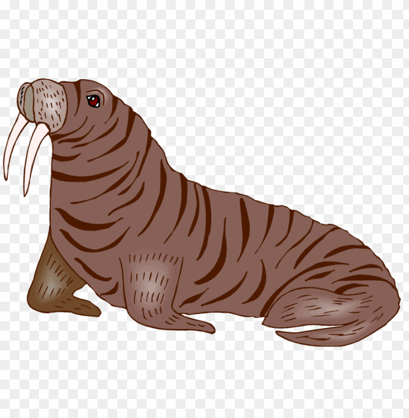 Detail Walrus Png Nomer 18