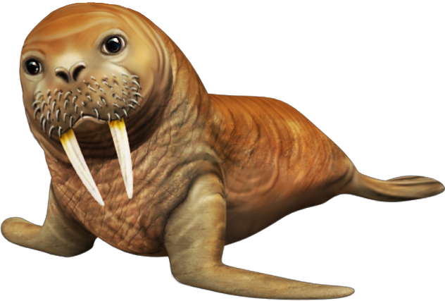 Detail Walrus Png Nomer 20