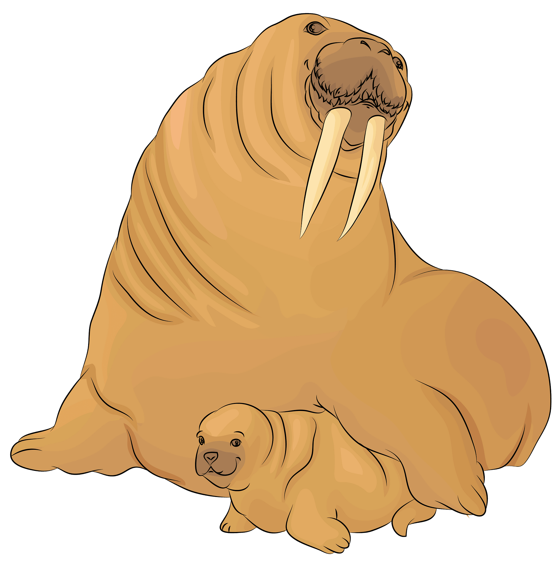 Detail Walrus Png Nomer 30