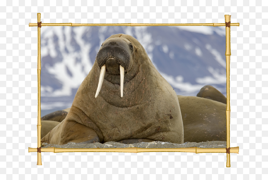 Detail Walrus Png Nomer 47