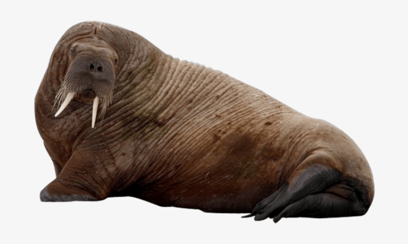 Walrus Transparent - KibrisPDR