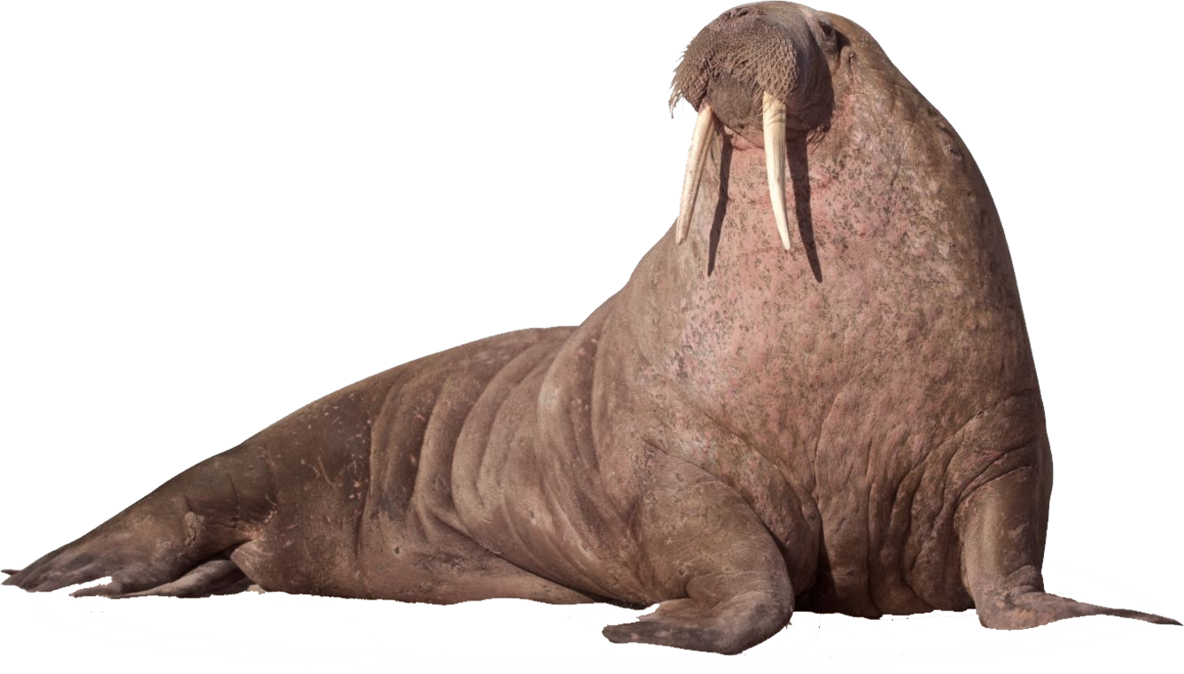 Detail Walrus Transparent Nomer 10