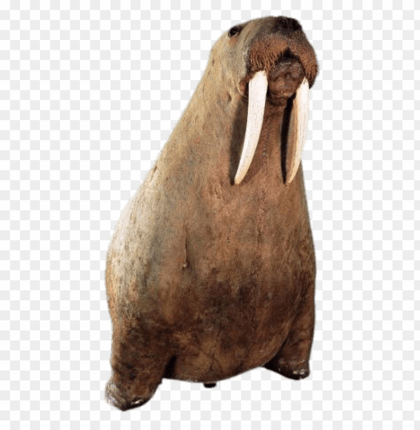 Detail Walrus Transparent Nomer 12