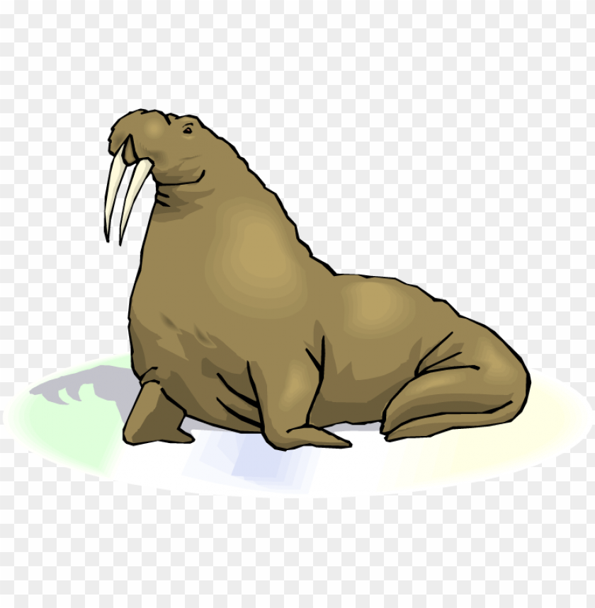 Detail Walrus Transparent Nomer 15
