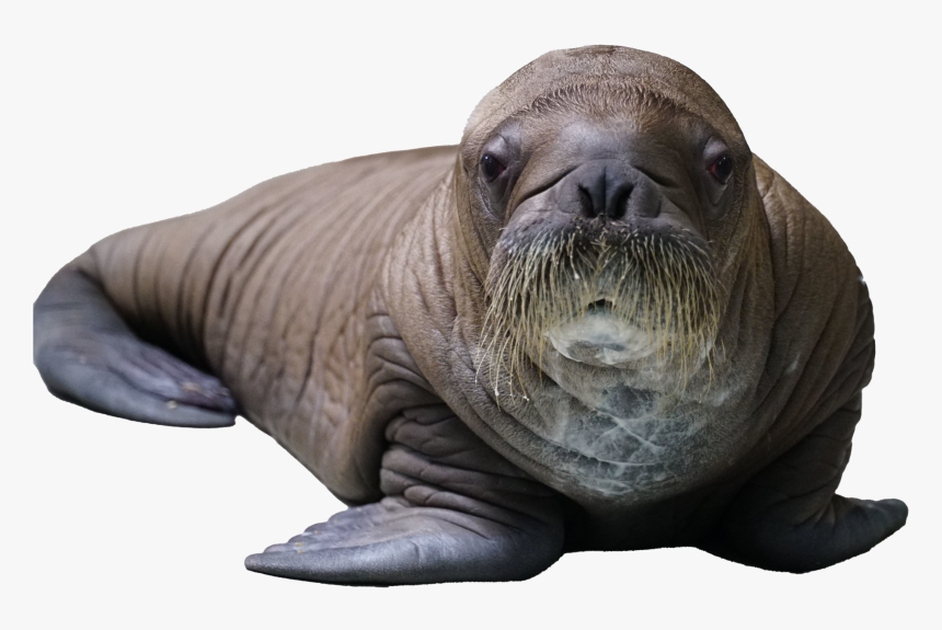 Detail Walrus Transparent Nomer 16