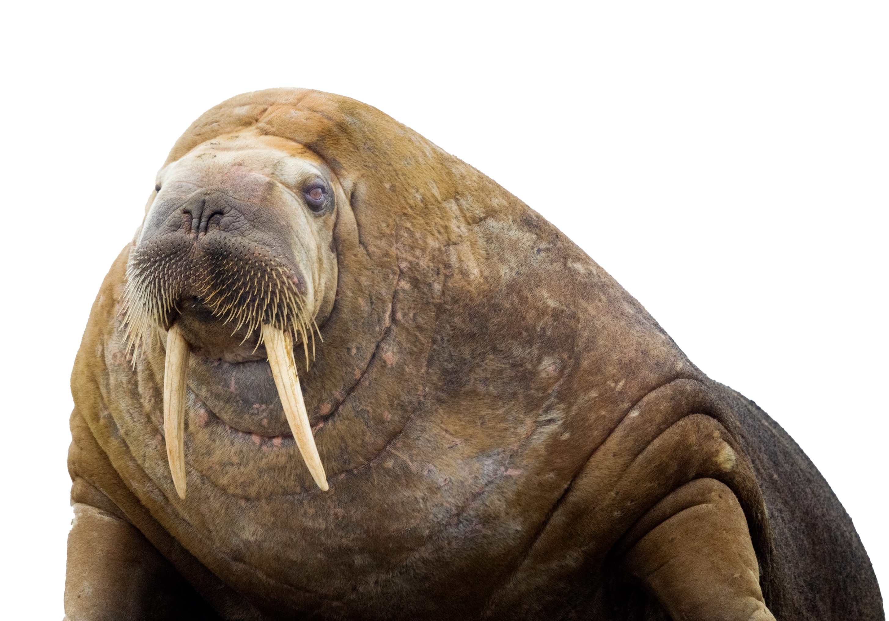 Detail Walrus Transparent Nomer 2