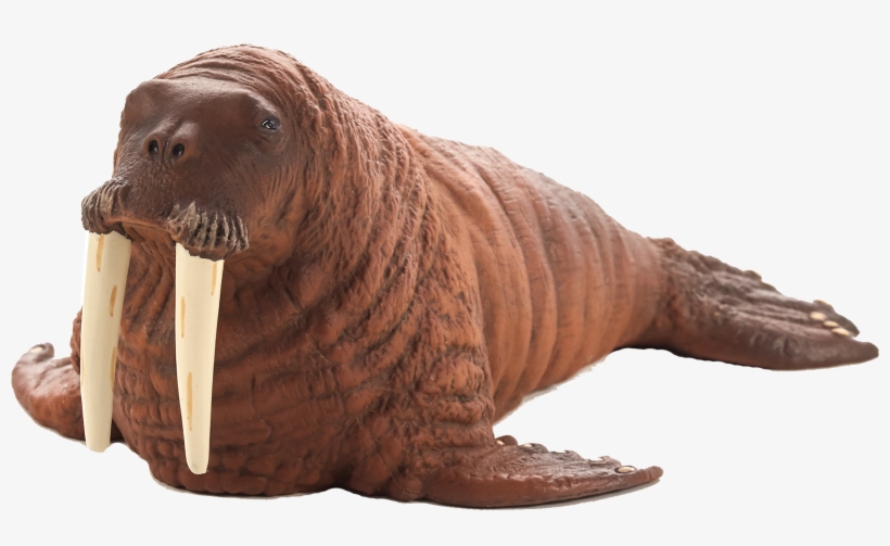 Detail Walrus Transparent Nomer 21