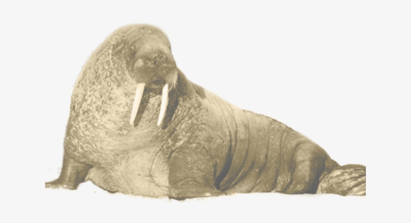 Detail Walrus Transparent Nomer 42