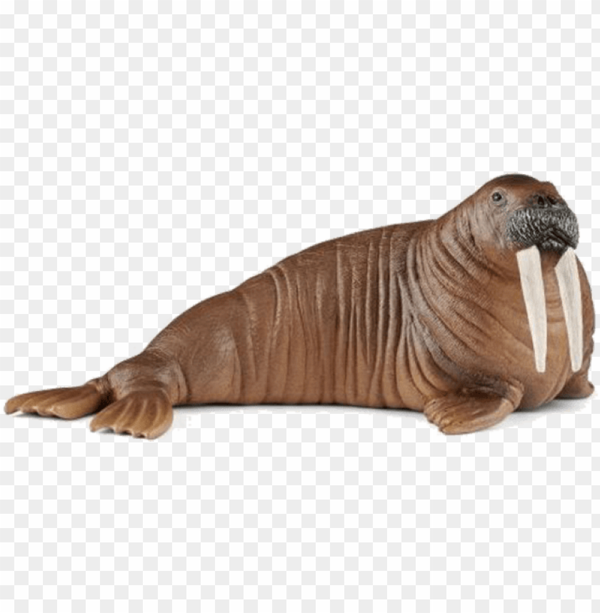 Detail Walrus Transparent Nomer 4