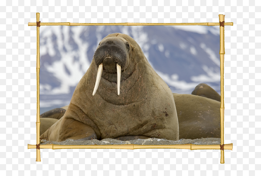 Detail Walrus Transparent Nomer 47