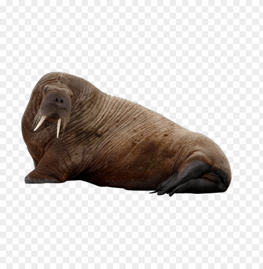Detail Walrus Wallpaper Nomer 40