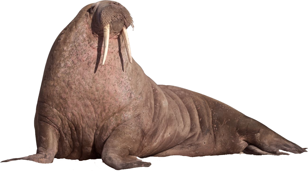 Detail Walrus Wallpaper Nomer 41
