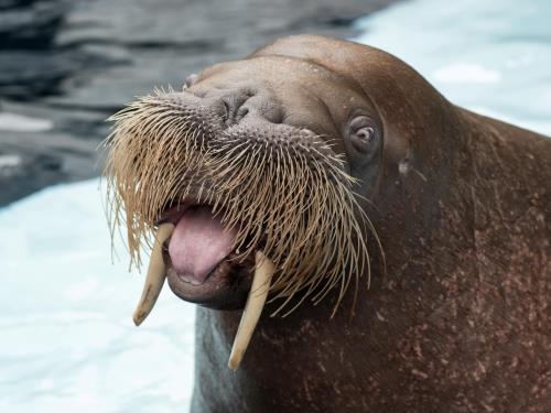 Detail Walruses Images Nomer 2