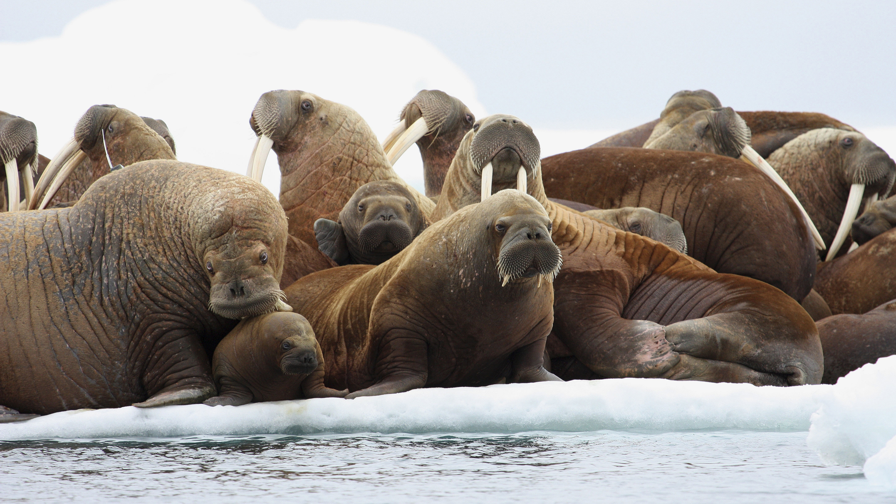Detail Walruses Images Nomer 13