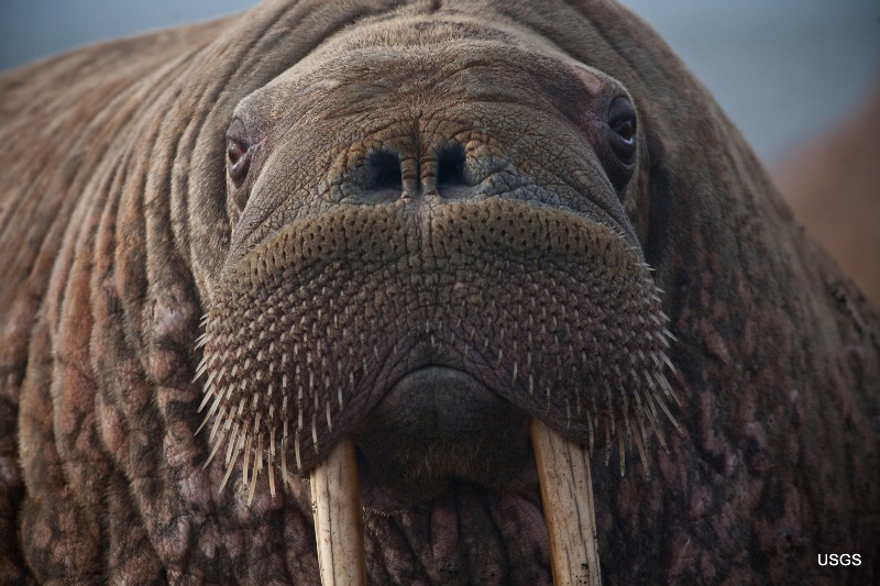 Detail Walruses Images Nomer 14