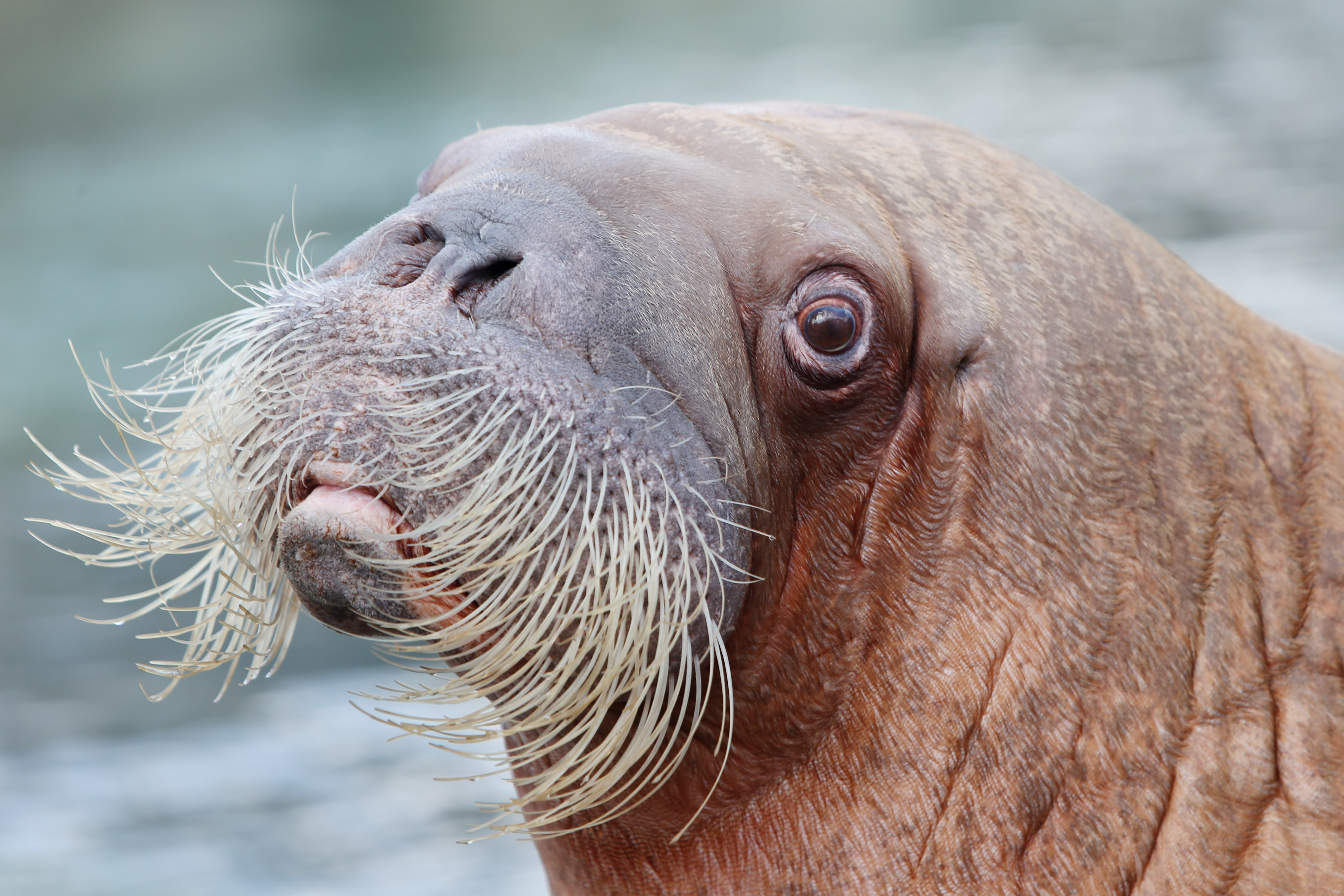 Detail Walruses Images Nomer 15