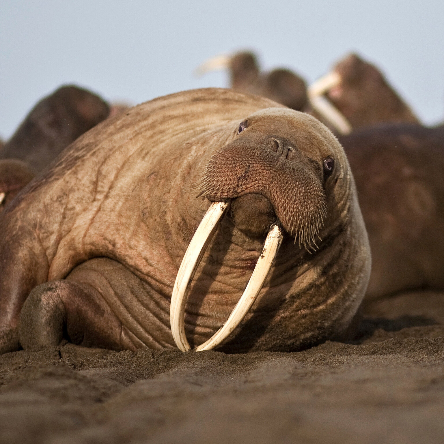 Detail Walruses Images Nomer 16