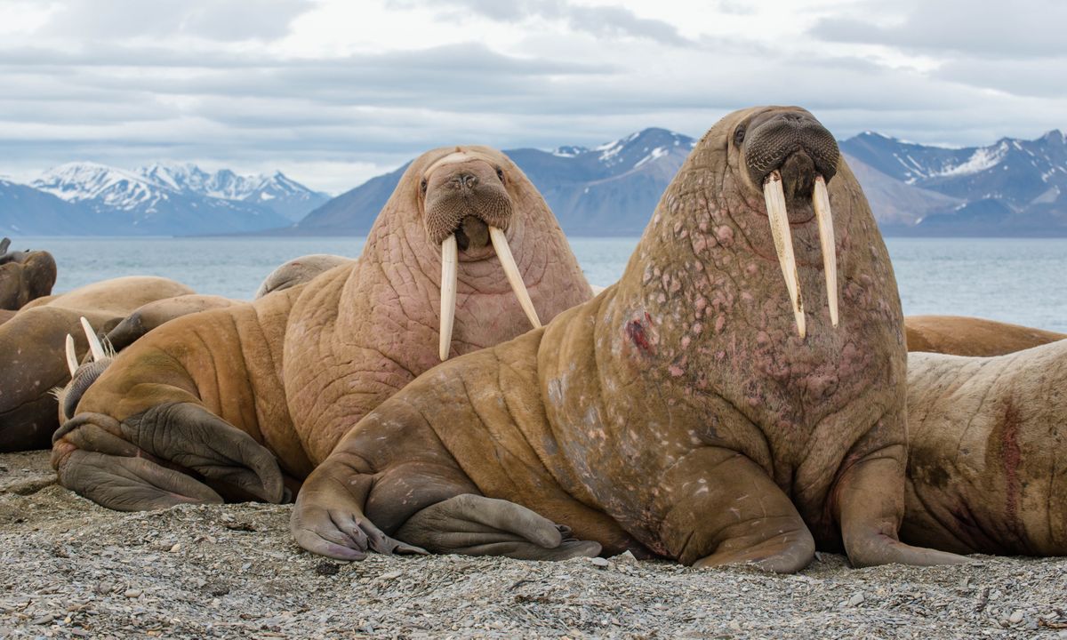 Detail Walruses Images Nomer 18