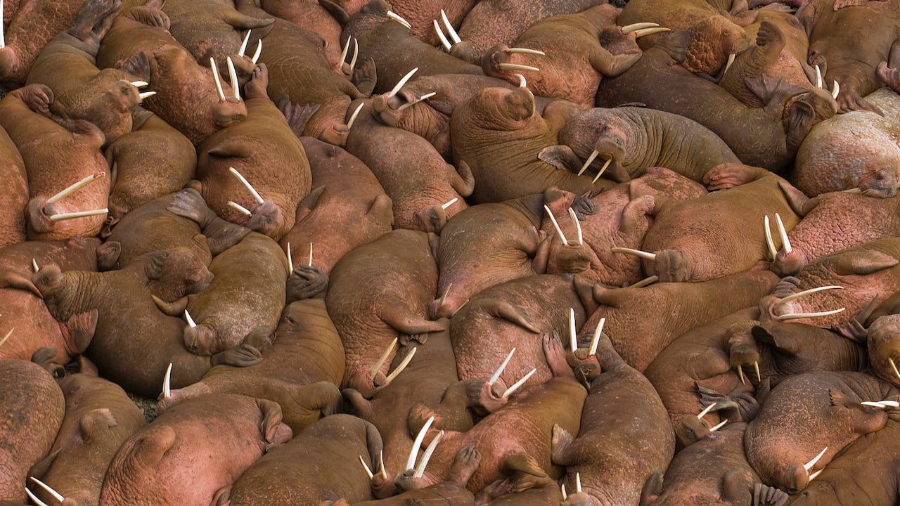 Detail Walruses Images Nomer 19