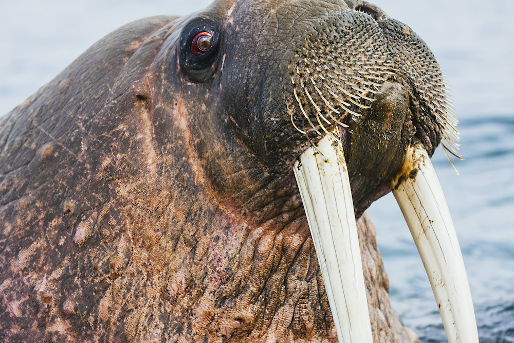 Detail Walruses Images Nomer 20