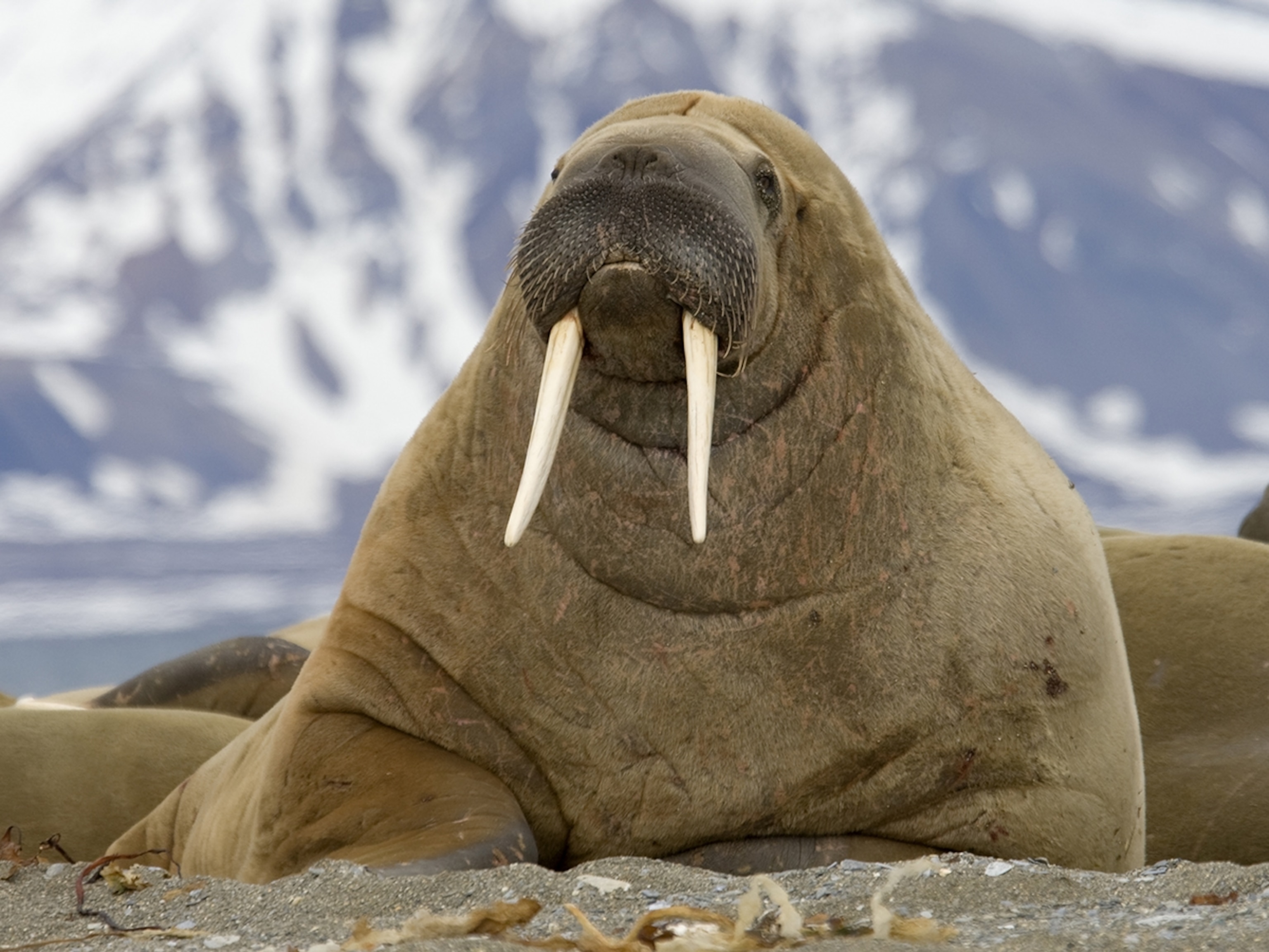 Detail Walruses Images Nomer 3
