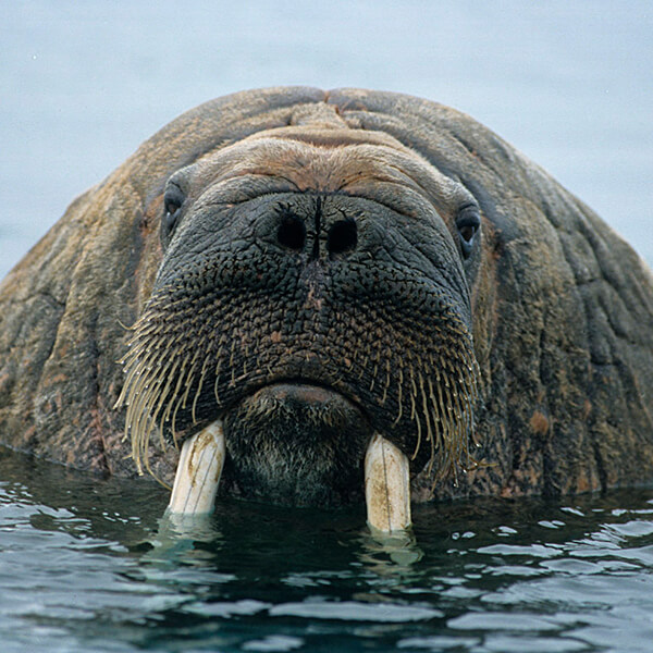 Detail Walruses Images Nomer 21