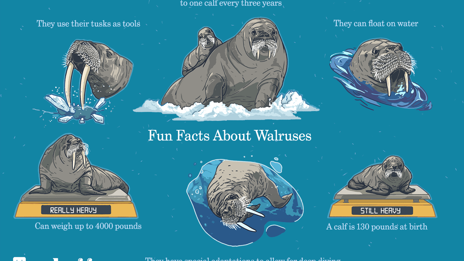 Detail Walruses Images Nomer 22
