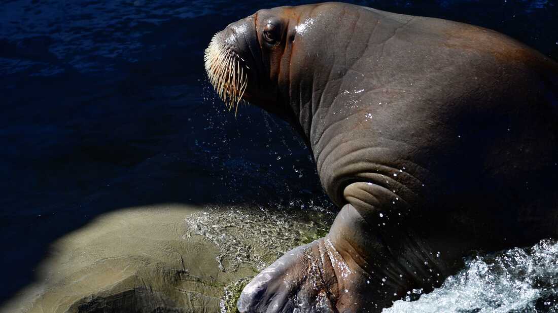 Detail Walruses Images Nomer 23