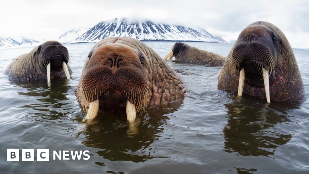 Detail Walruses Images Nomer 24