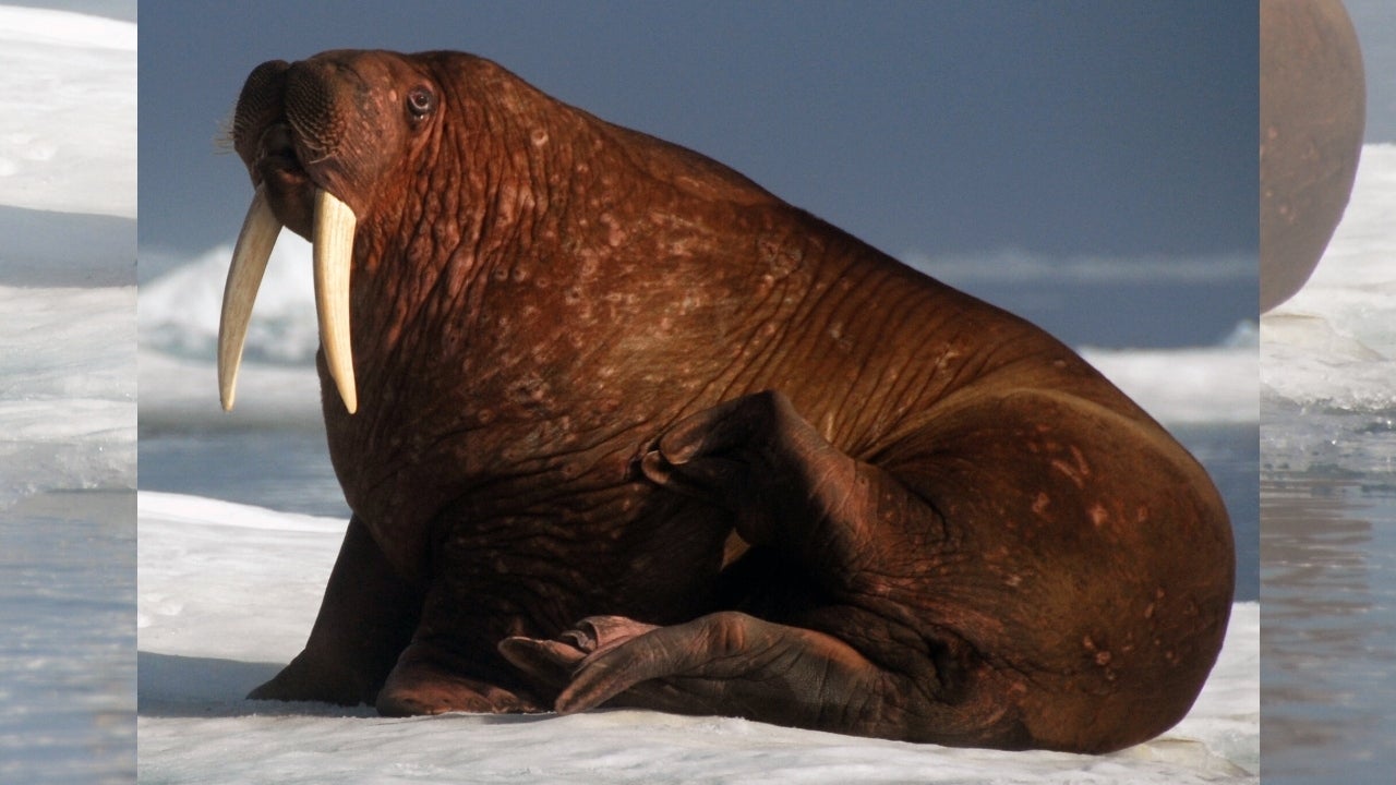 Detail Walruses Images Nomer 25