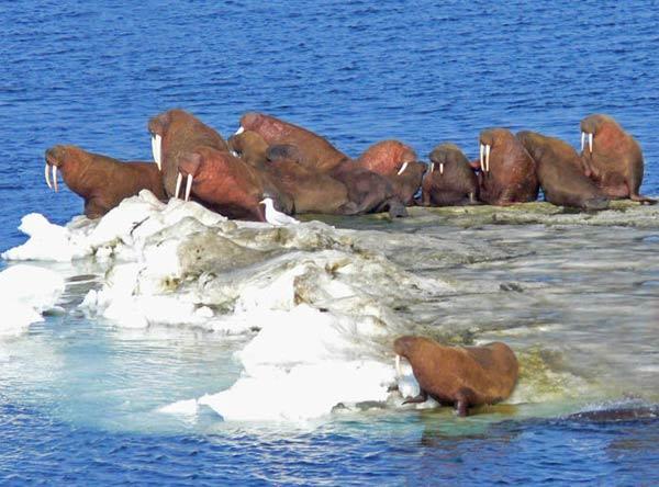 Detail Walruses Images Nomer 28