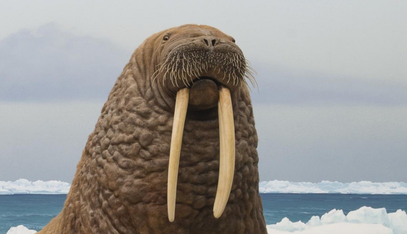 Detail Walruses Images Nomer 29
