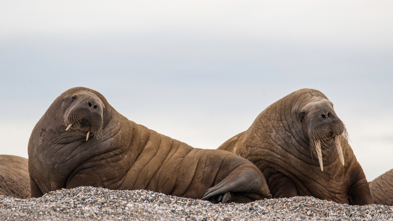 Detail Walruses Images Nomer 4