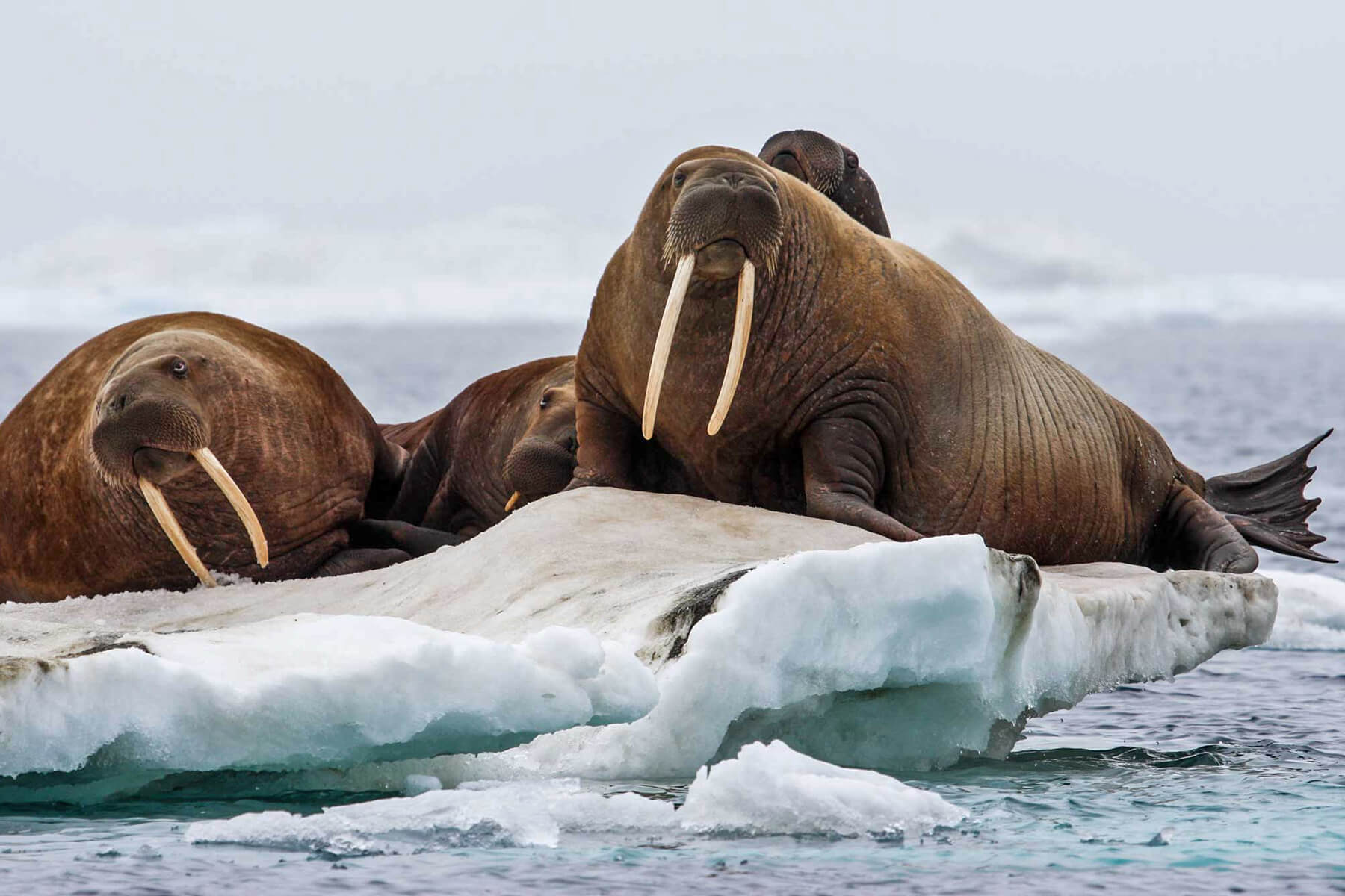Detail Walruses Images Nomer 30