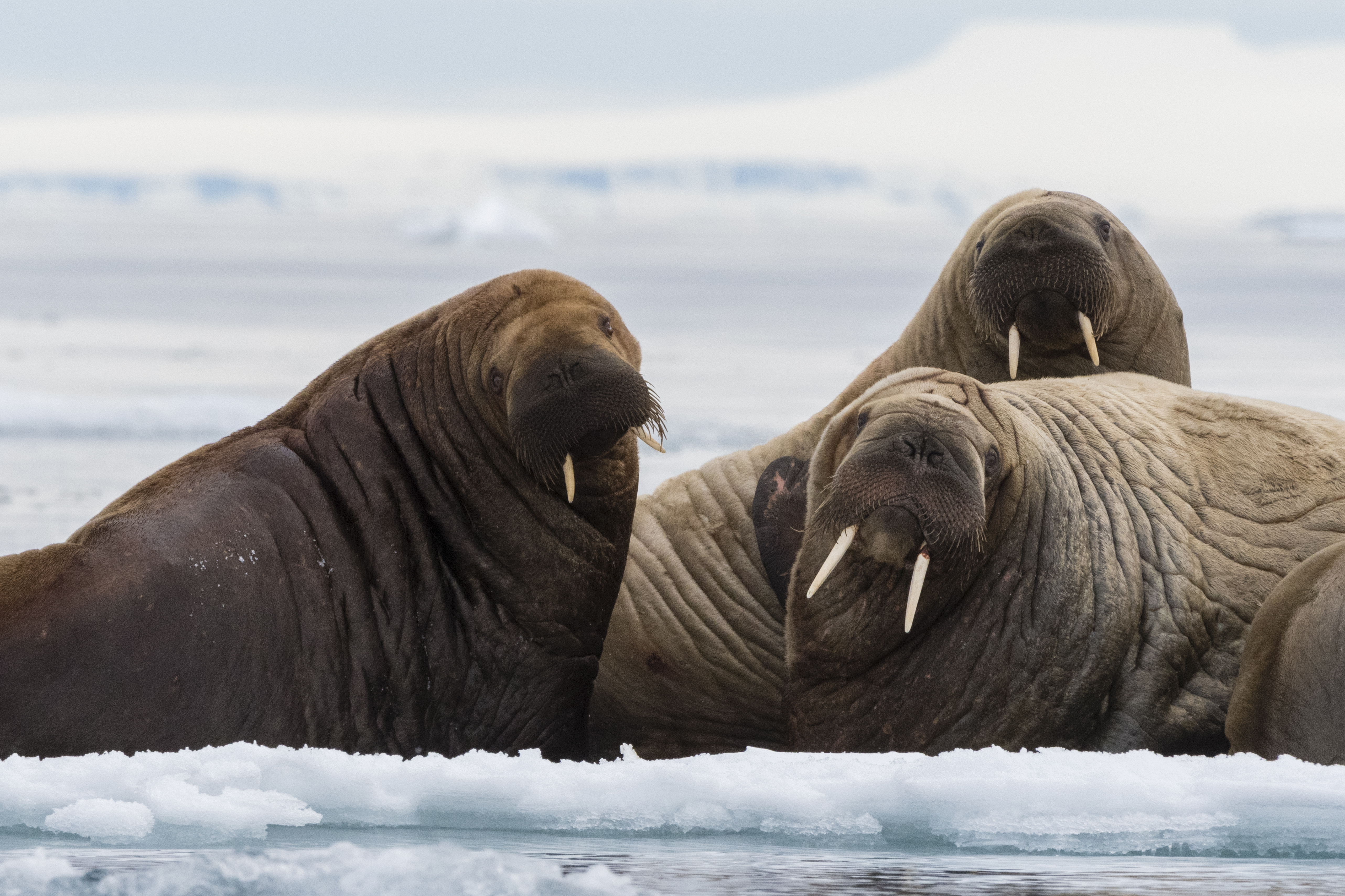 Detail Walruses Images Nomer 31
